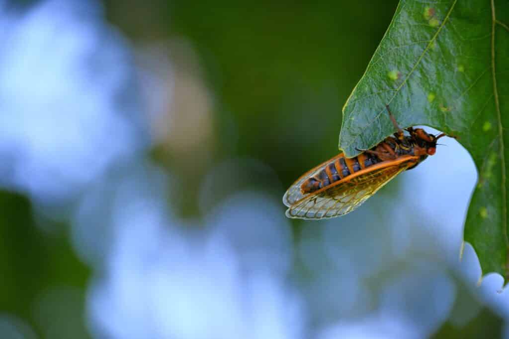 a 17 year cicada bug insect hanging on a leaf on a 2023 11 27 05 05 19 utc